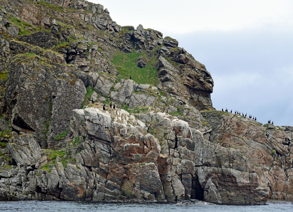 Kormorane auf Gjesværstappan Islands, Norwegen