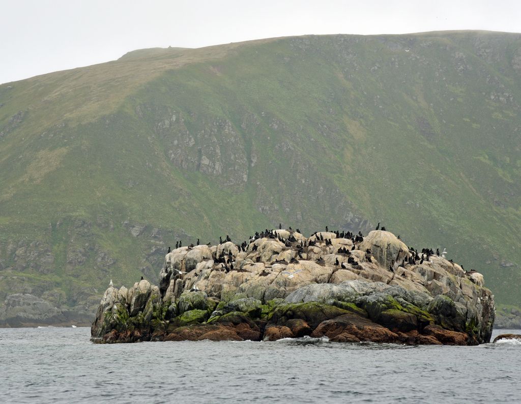 Kormorane auf Gjesværstappan Islands, Norwegen