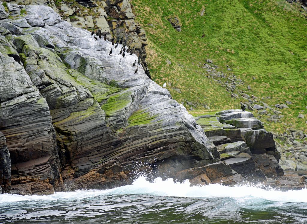 Kormorane auf Gjesværstappan Islands, Norwegen