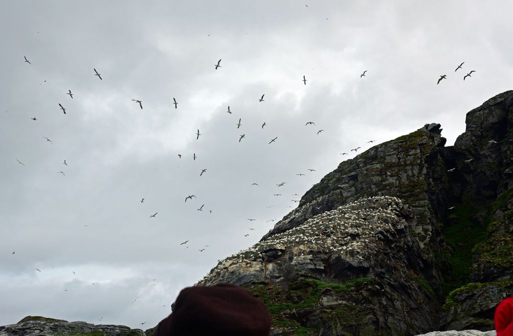 Basstölpel auf Gjesværstappan Islands, Norwegen