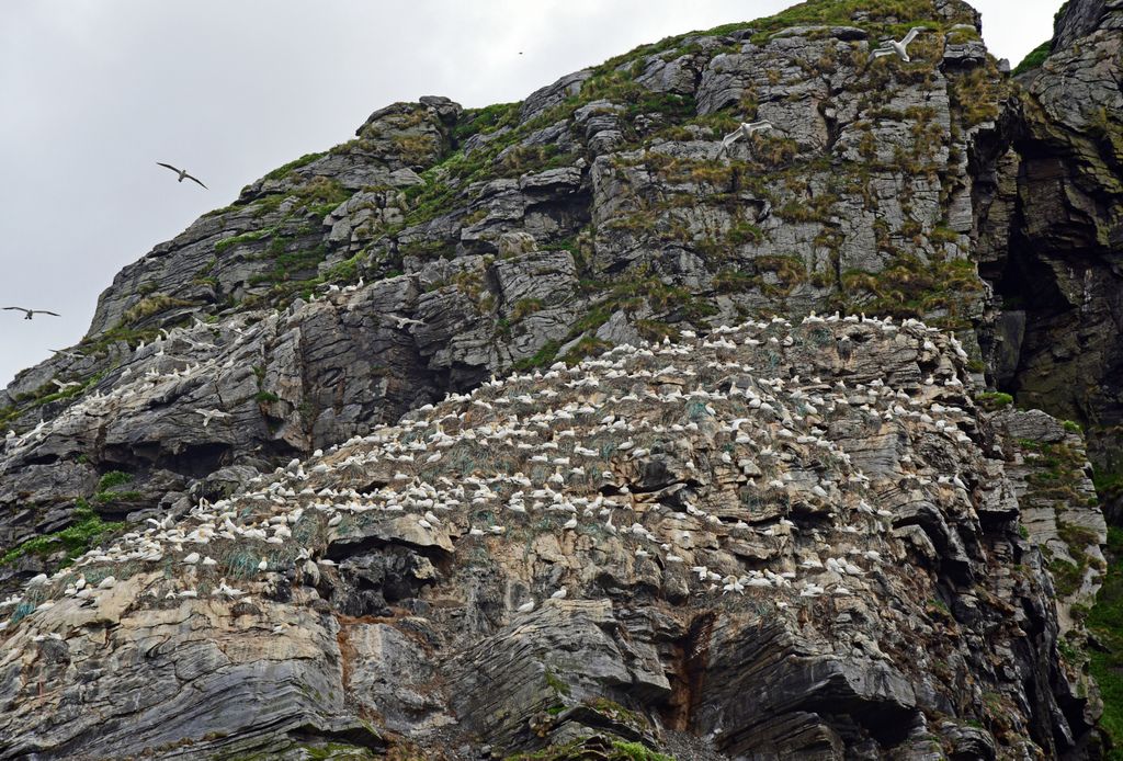 Basstölpel auf Gjesværstappan Islands, Norwegen