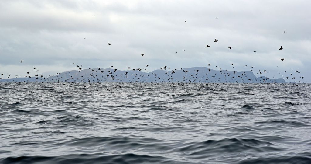 Kormorane auf Gjesværstappan Islands, Norwegen