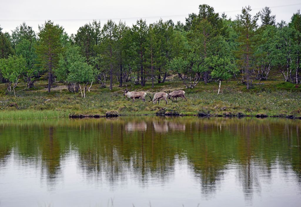 Rentiere bei Neiden / Norwegen