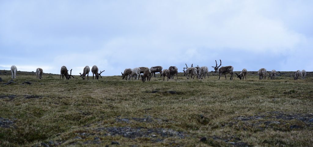 Rentiere am Nordkap