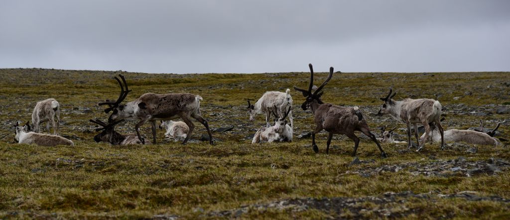 Rentiere am Nordkap