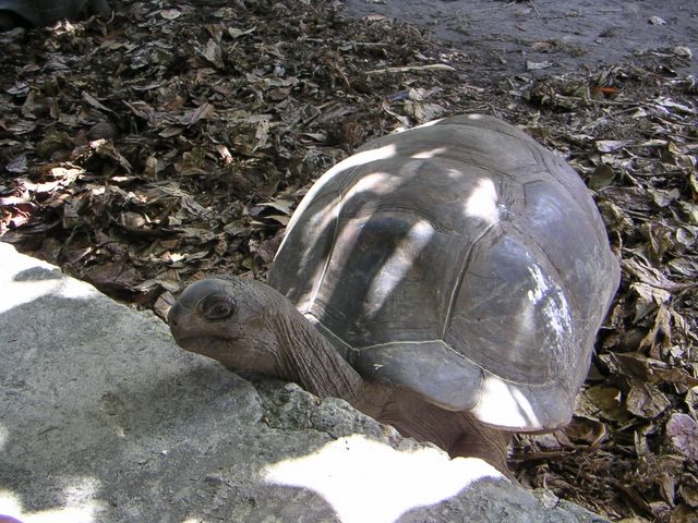 Eine große Schildkröte