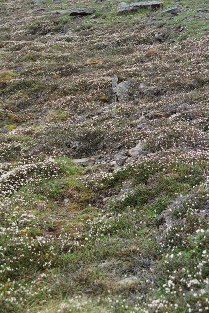 Es blüht in Longyearbyen