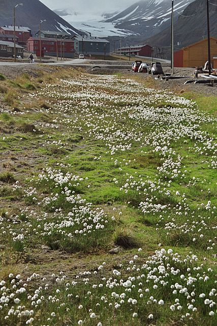 Es blüht in Longyearbyen