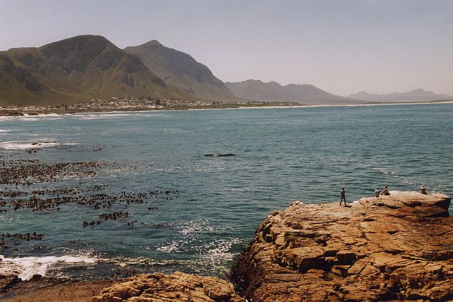 Wal-Beobachtung vom Land aus in Hermanus