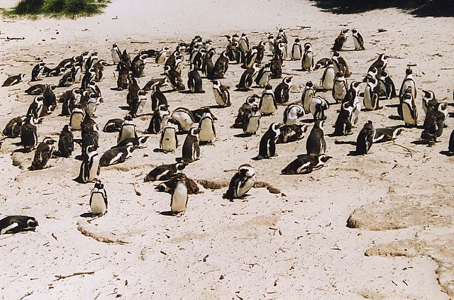 Pinguine in der Simons Bay