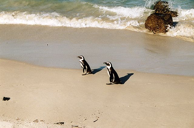 Pinguine in der Simons Bay
