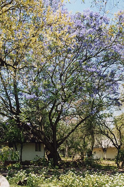 Mein 'Rondavel' in der Makutsi Lodge