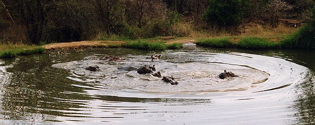 Die Fauna in der Umgebung der Lodge