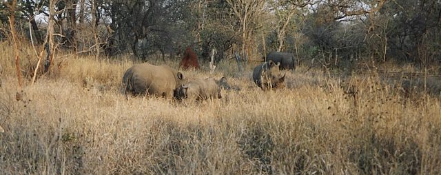 Die Fauna in der Umgebung der Lodge