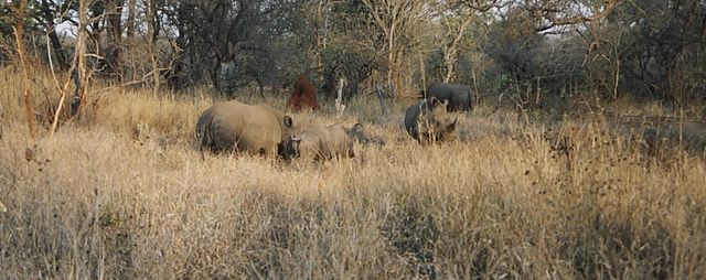 Die Fauna in der Umgebung der Lodge