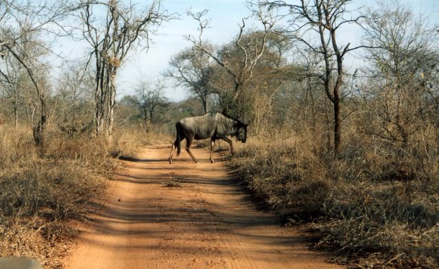 Die Fauna in der Umgebung der Lodge