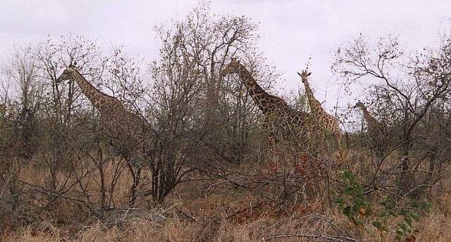 Besuch des Krüger-Nationalparkes