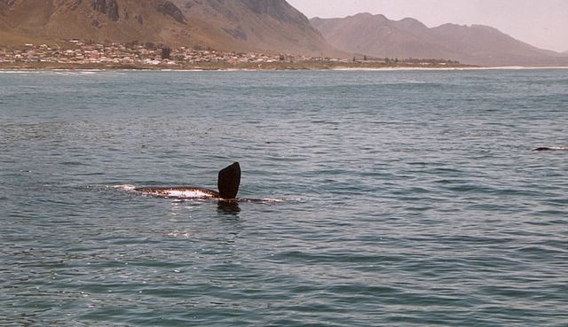 Wal-Beobachtung vom Land aus in Hermanus