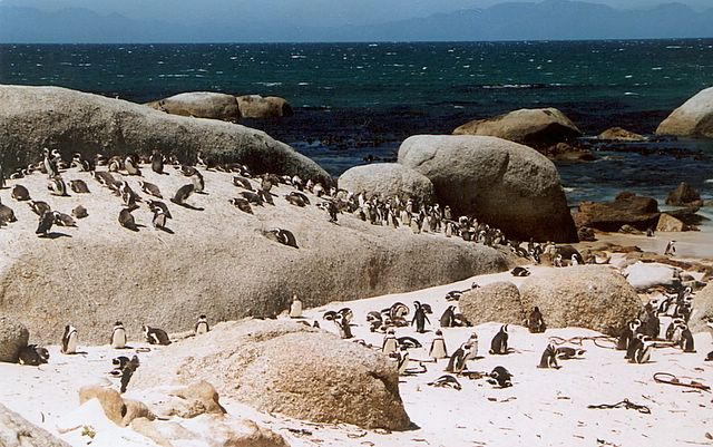 Pinguine in der Simons Bay