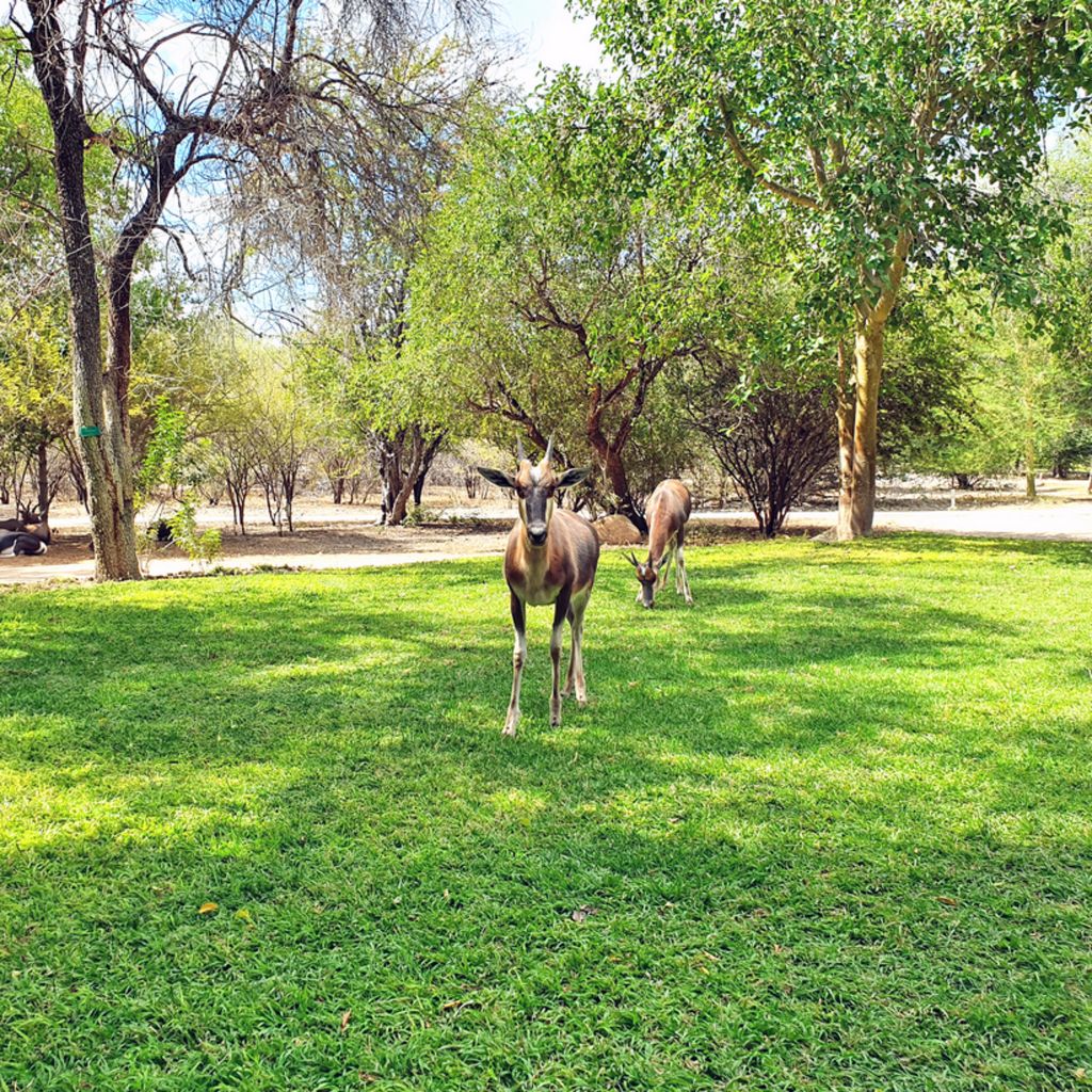 Blick von meinem Zimmer aus in der Mokuti Etosha Lodge