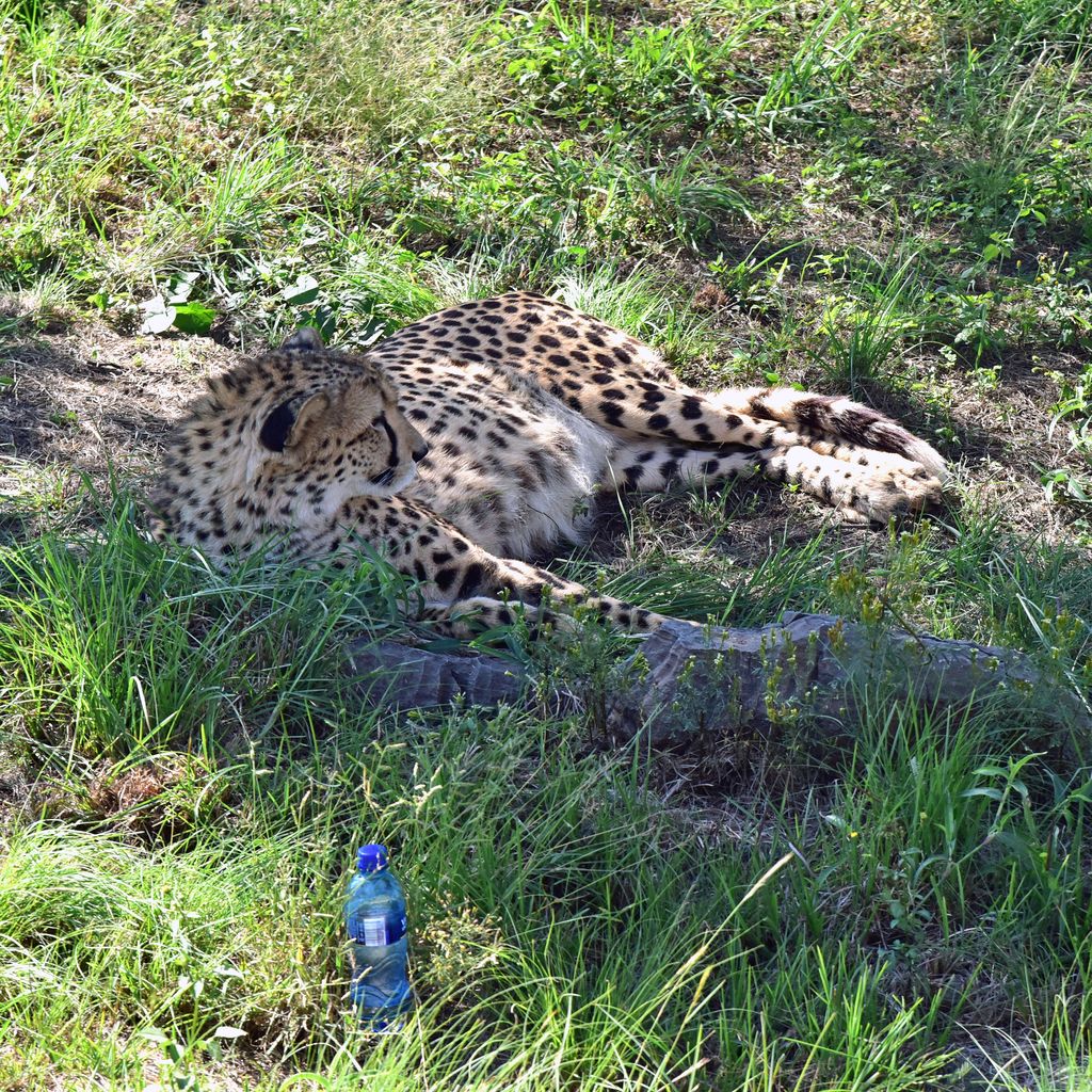 Ein Gepard im Lion & Safari Park