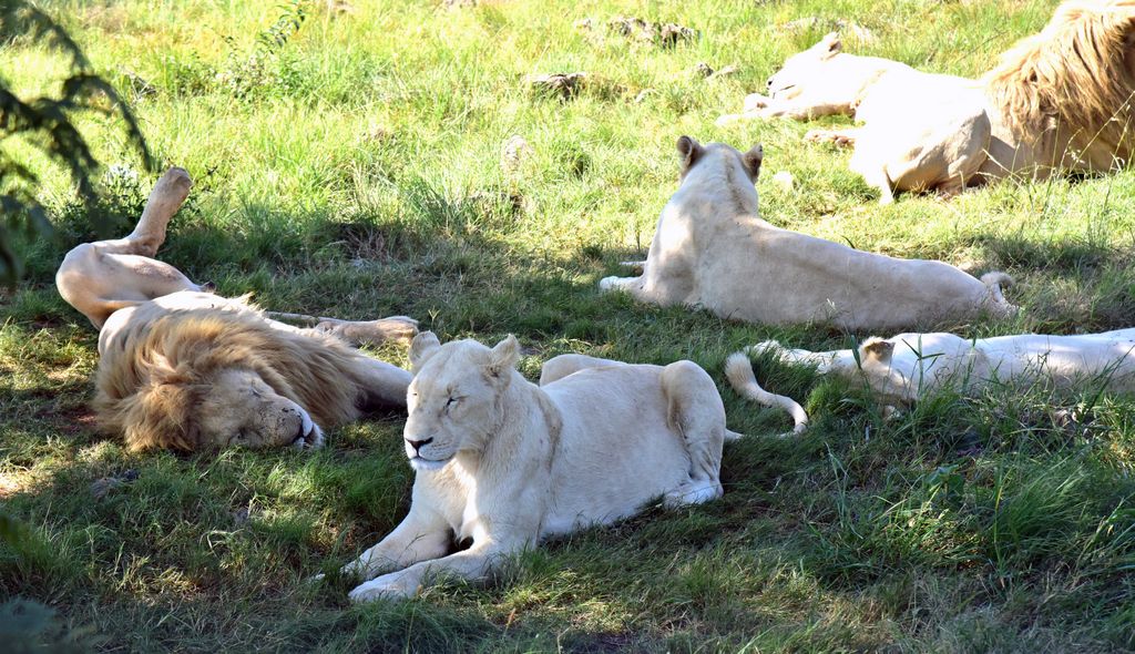Löwen im Lion & Safari Park