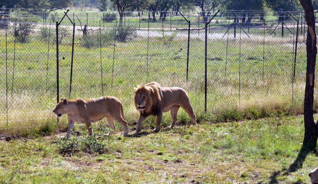 Löwen im Lion & Safari Park
