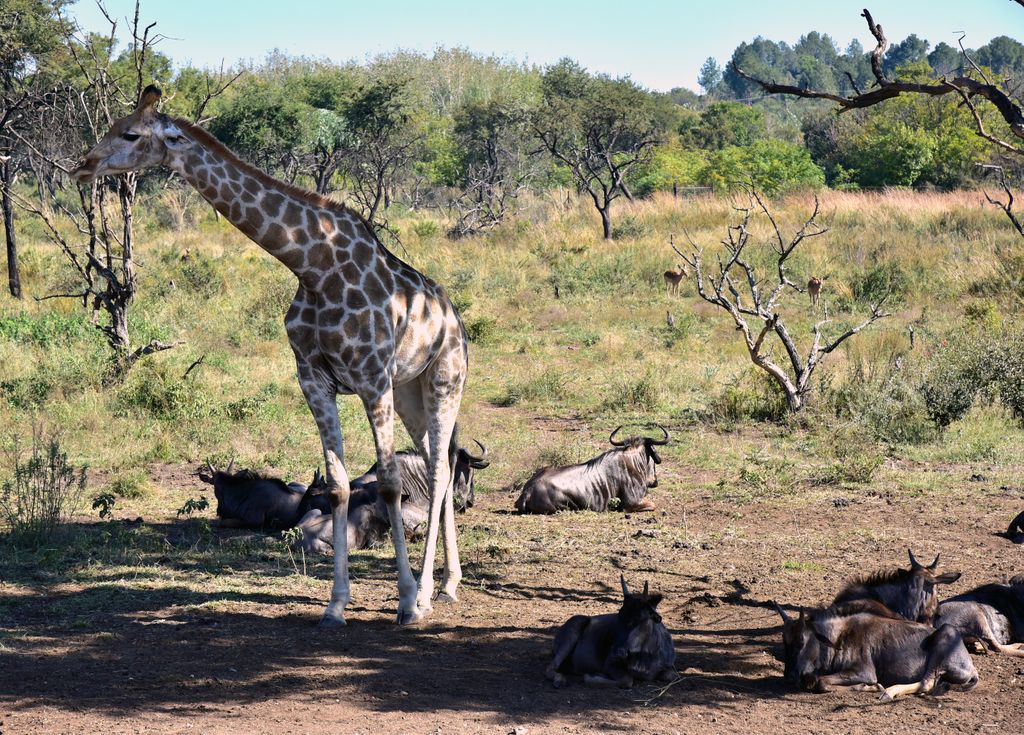 Giraffe und Gnus im Lion & Safari Park