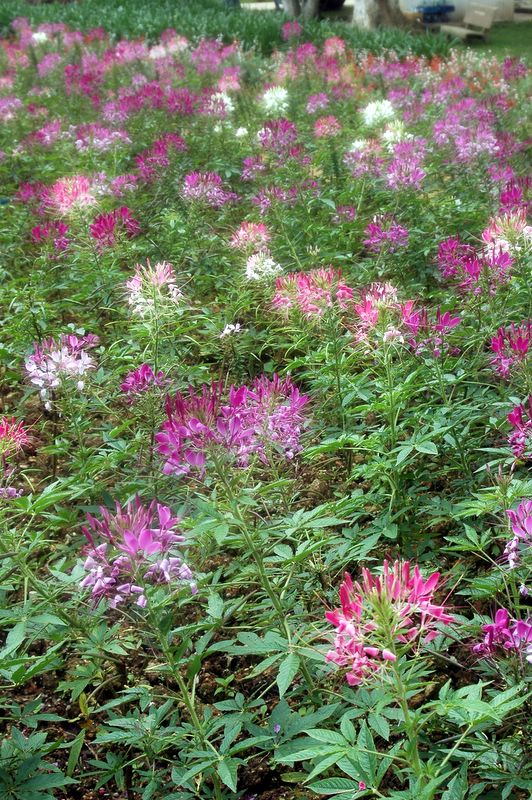 Der botanische Garten von Da Lat