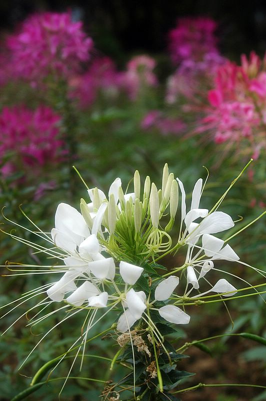 Der botanische Garten von Da Lat