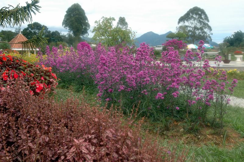 Der botanische Garten von Da Lat