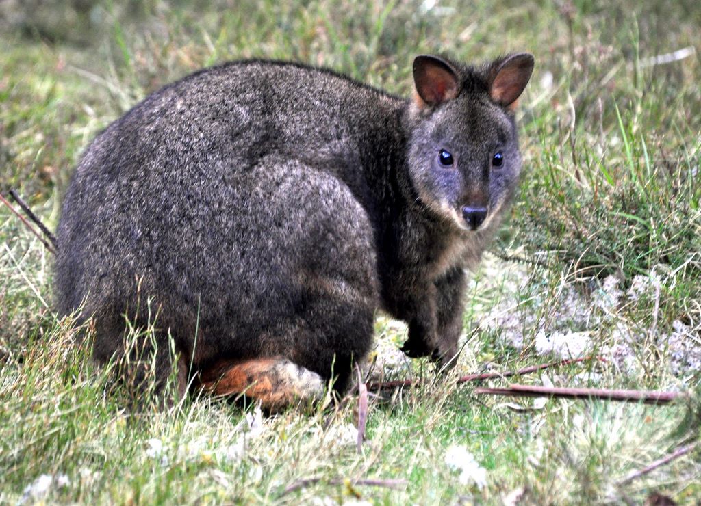 Herr Wallaby