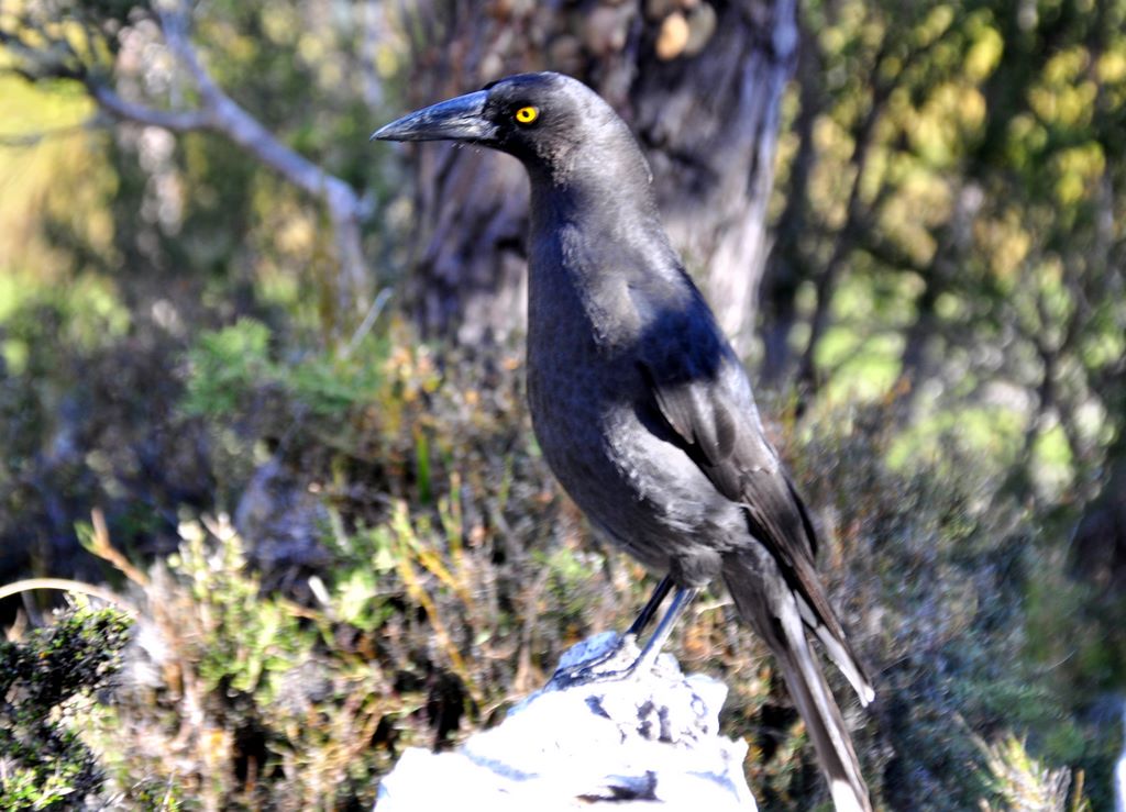 Im Cradle Mountain Nationalpark