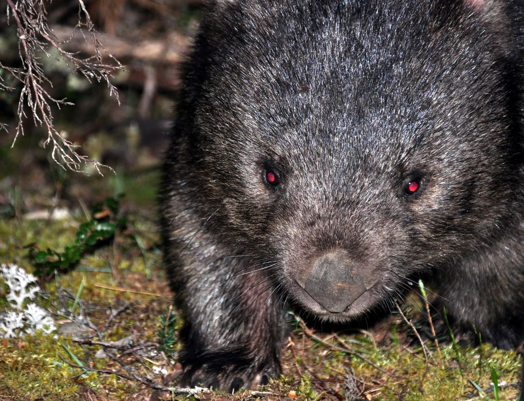 Im Cradle Mountain Nationalpark