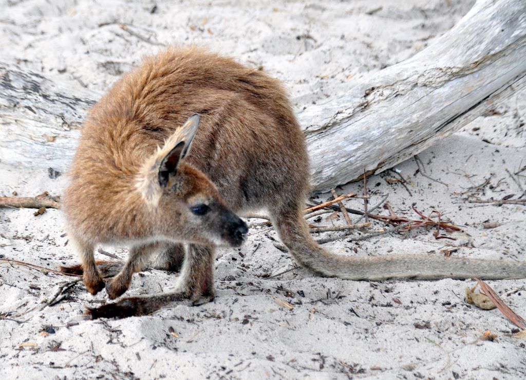 Im Freycinet National Park