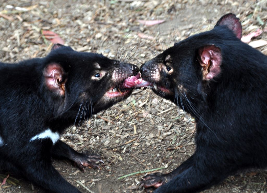 Im Tasmanian Devil Park