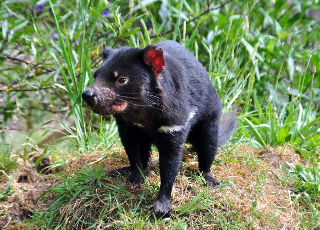 Im Tasmanian Devil Park