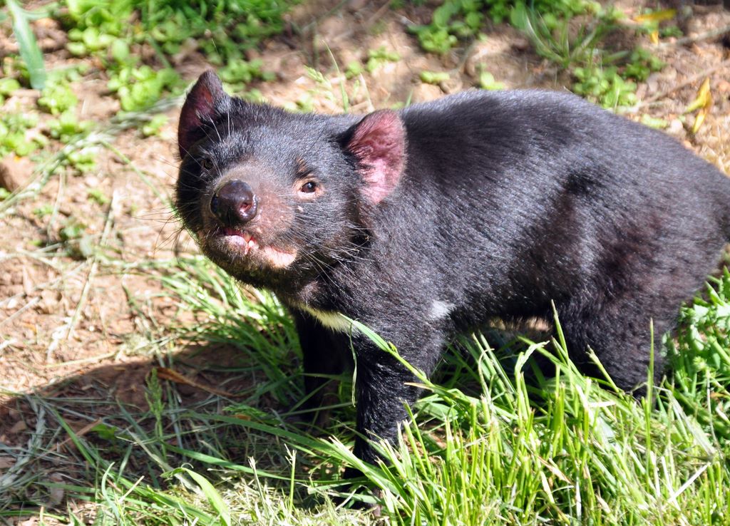 Im Tasmanian Devil Park