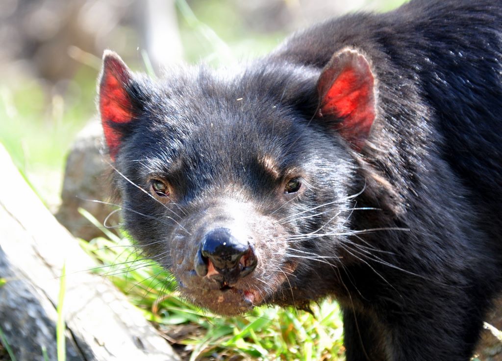 Im Tasmanian Devil Park