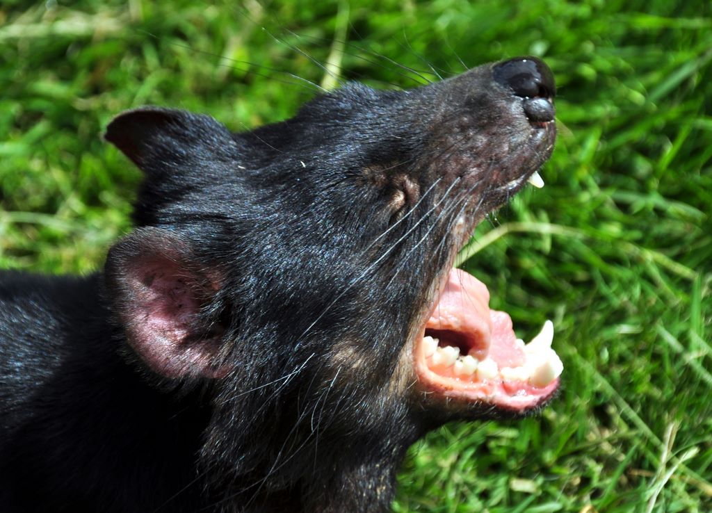 Im Tasmanian Devil Park