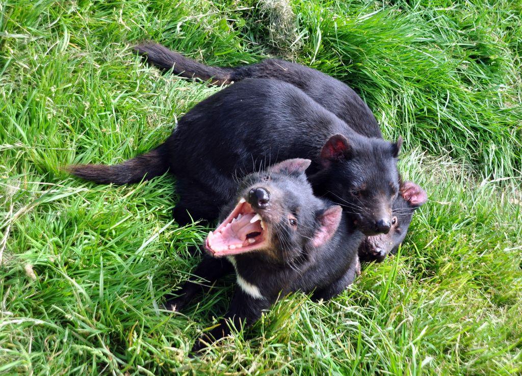 Im Tasmanian Devil Park