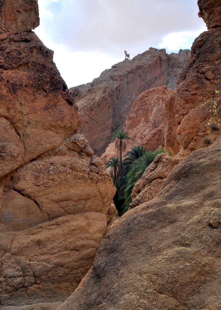 Die Oase Chebika an der Grenze zu Algerien