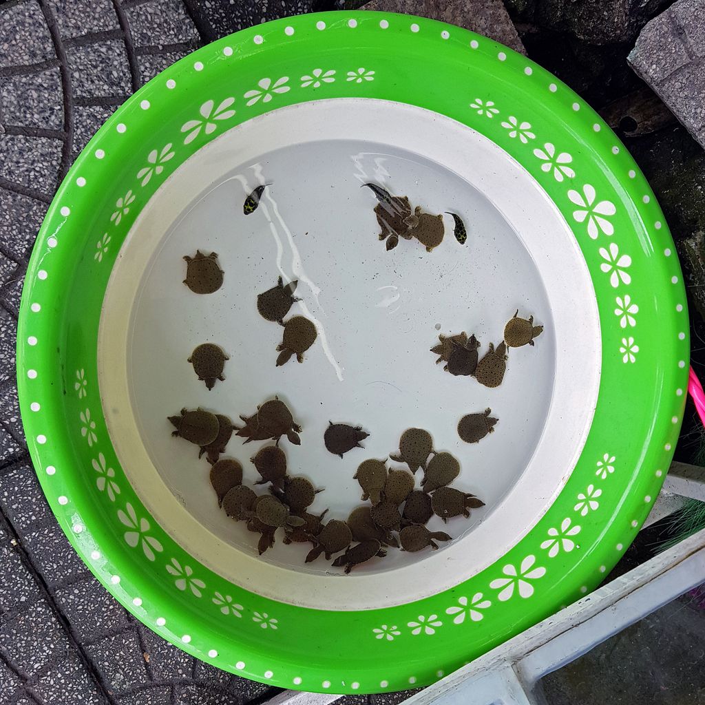 Baby Schildkröten in Hue