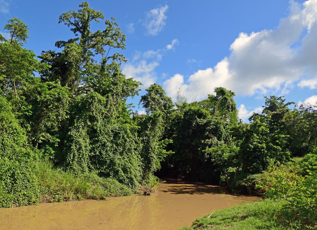 Mangroven-Wanderweg bei der Maison de la Canne in Martinique