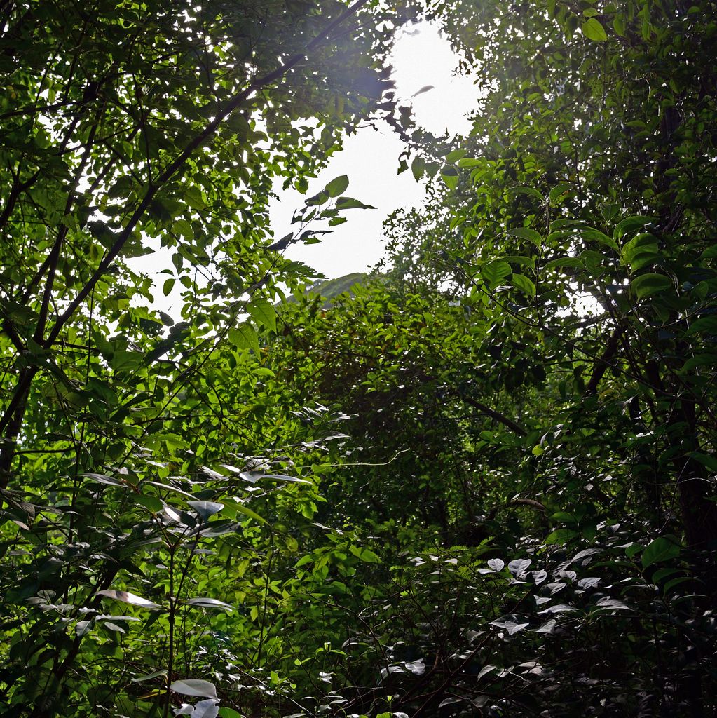 Der Piton Cr&egrave;ve-Coeur in Martinique