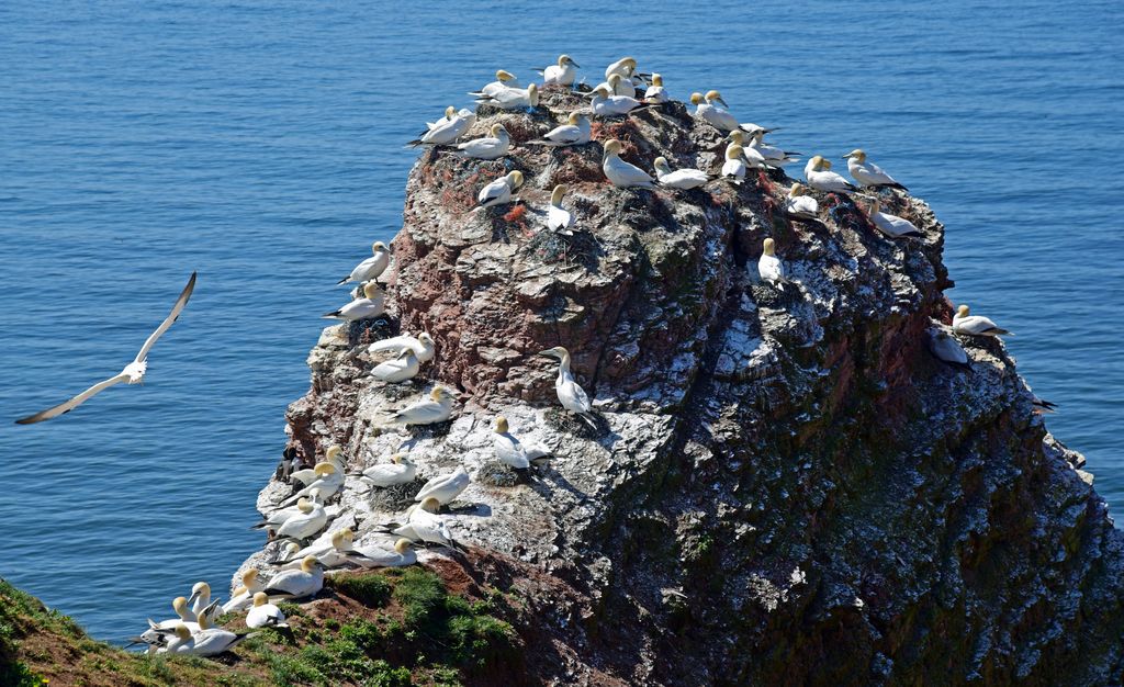 Unterwegs auf dem Klippenrandweg auf Helgoland