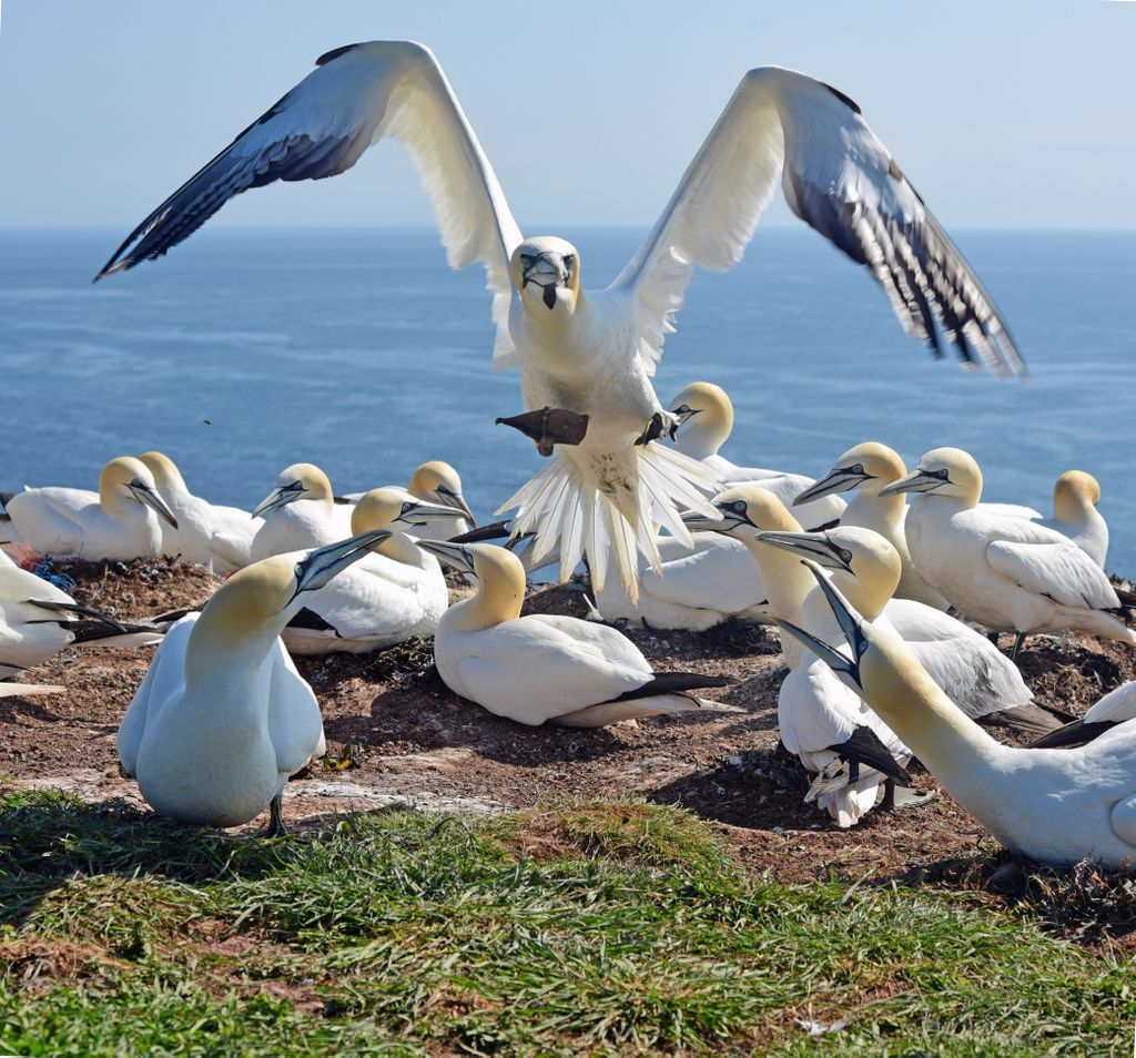 Basst&ouml;lpel auf dem Lummenfelsen auf Helgoland