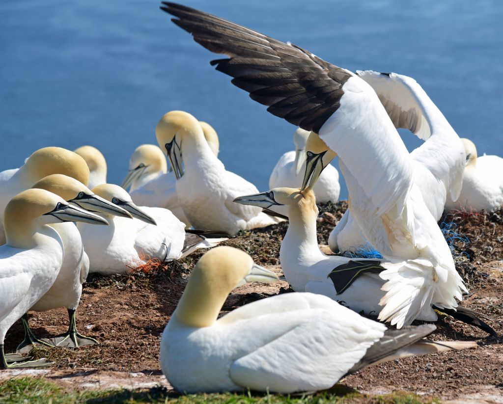 Basst&ouml;lpel auf dem Lummenfelsen auf Helgoland