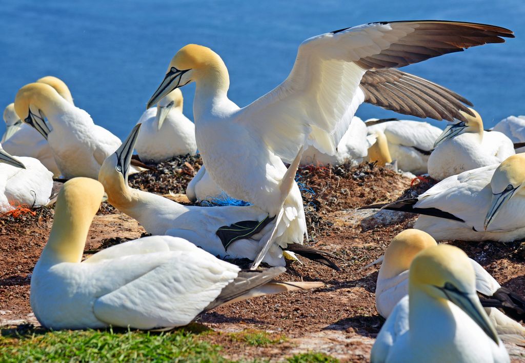 Basst&ouml;lpel auf dem Lummenfelsen auf Helgoland