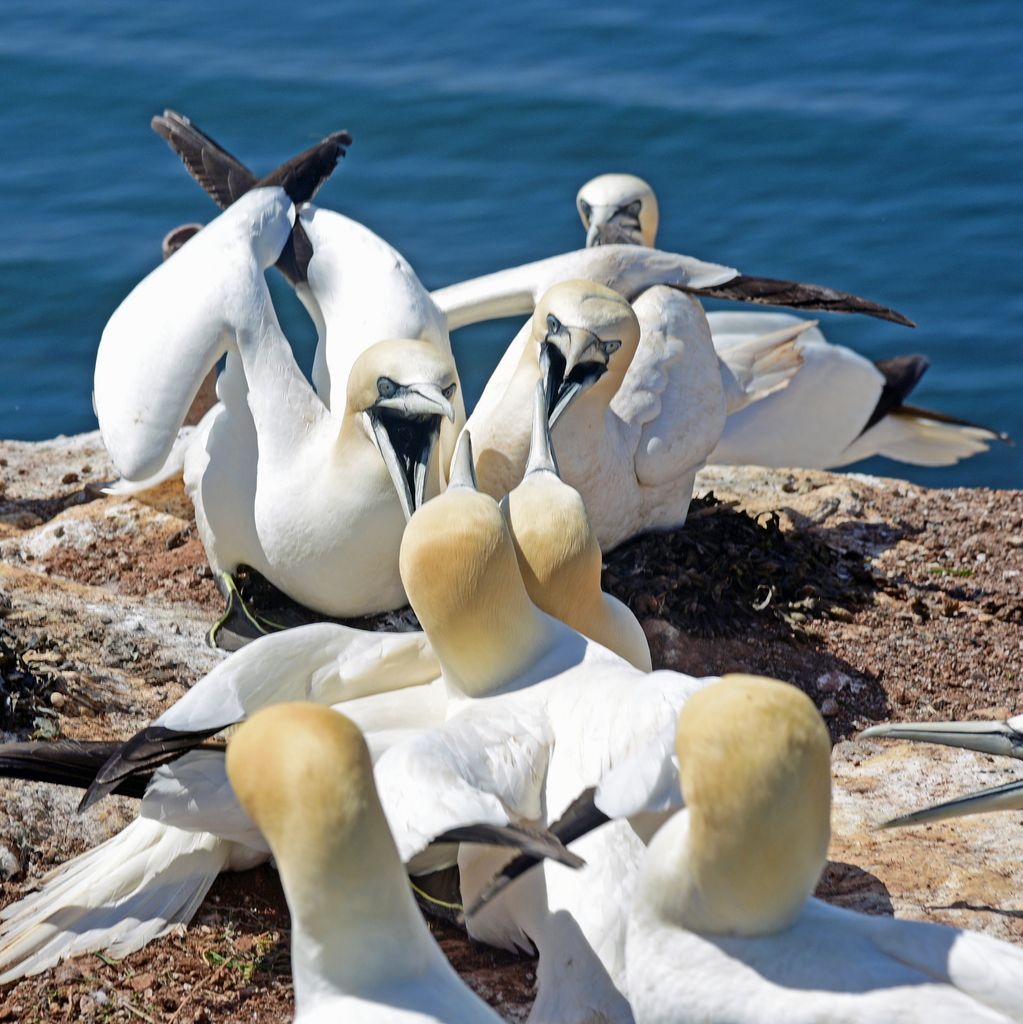 Basst&ouml;lpel auf dem Lummenfelsen auf Helgoland